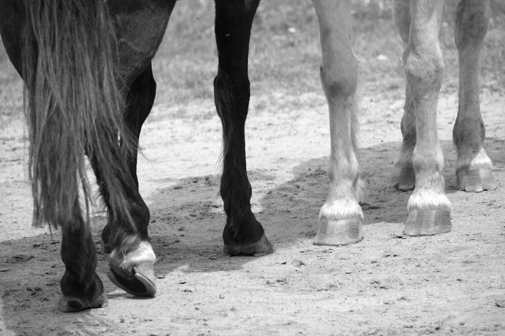 Marloes paardien voetjes.jpg